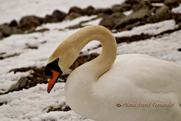 Mute-Swan-in-winter